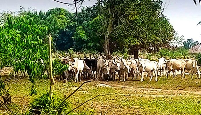 Cattle