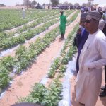 Borno Targets Export Of Sesame, Others As Zulum Visits 20 Hectares Irrigation Farm Borno Targets Export Of Sesame, Others As Zulum Visits 20 Hectares Irrigation Farm