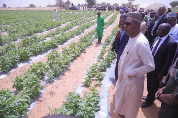 Borno Targets Export Of Sesame, Others As Zulum Visits 20 Hectares Irrigation Farm Borno Targets Export Of Sesame, Others As Zulum Visits 20 Hectares Irrigation Farm