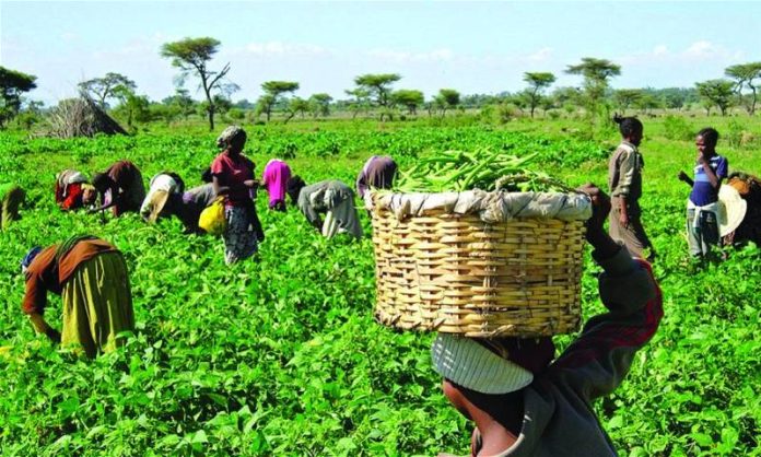 Farmers Farmers
