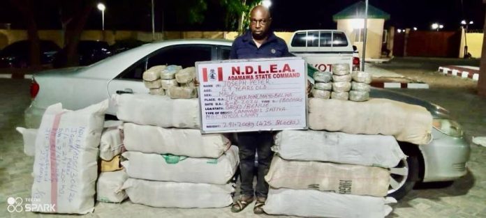 Ndlea Adamawa Ndlea Adamawa