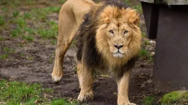 Lion Lion