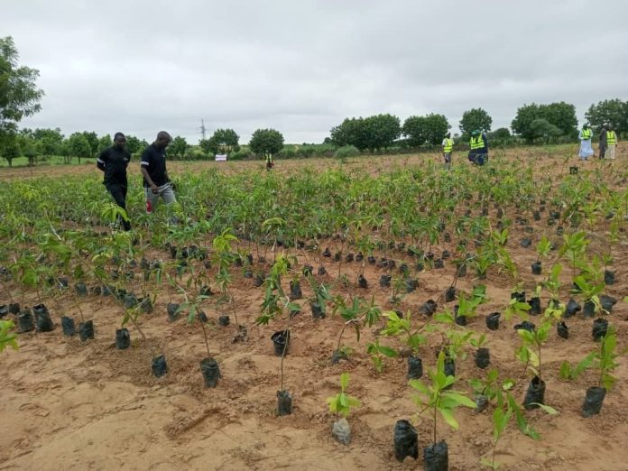 tree planting
