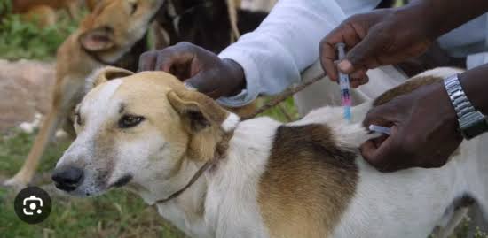 Rabies vaccine for dogs