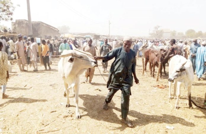 Wudil-cattle-market Wudil Cattle Market