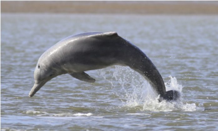 -humpback-dolphin -humpback-dolphin