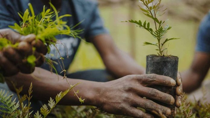 Tree-planting- Tree-planting-