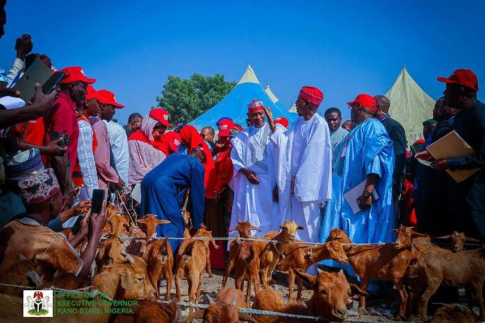 Kano distributes 7,158 goats, 1,975 rams to beneficiaries