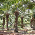 Tragedy As Falling Palm Tree Kills Farmer In Ogun Palm trees