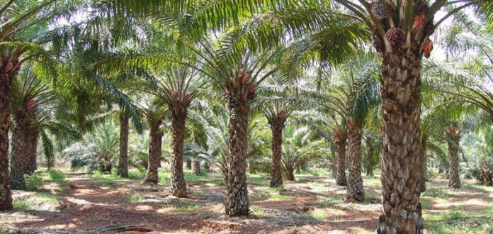 Palm trees