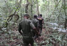 THEWILL EDITORIAL: FG’s Move on New Forest Guards Commendable Forest Guards