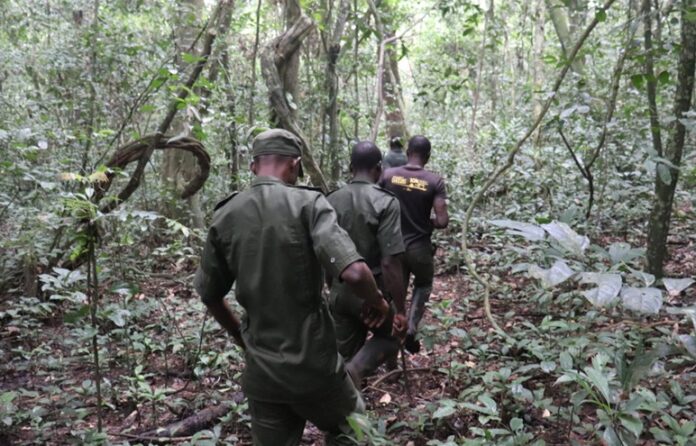 Forest Guards Forest Guards