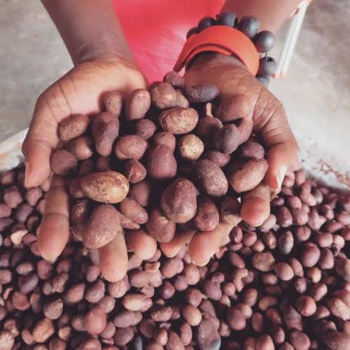 Shea Nuts Shea Nuts