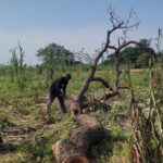 How Military’s Counter-insurgency, Climate Endanger African Locust Trees in Sokoto Communities Locust Trees in Sokoto