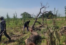 How Military’s Counter-insurgency, Climate Endanger African Locust Trees in Sokoto Communities Locust Trees in Sokoto