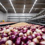 Sokoto Unveils Modern Onion Storage Facility To Boost Food Security Oninon-storage