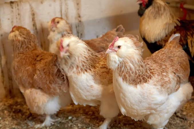 Nigeria Unveils ‘Moorbeta’ Chicken Breed