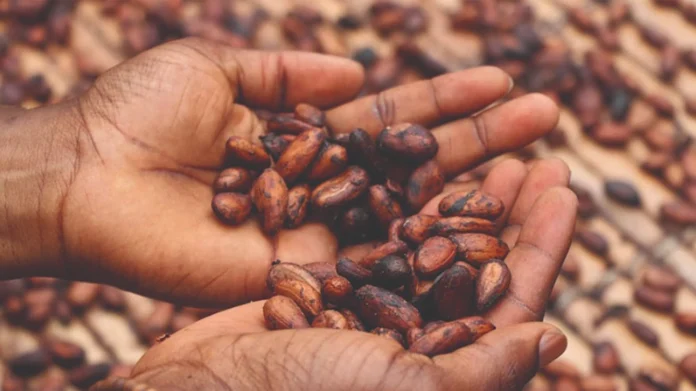 Hands cupping roasted cocoa beans, with more beans scattered in the background, highlighting harvest processing.