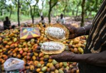 Nigeria, Ghana, Ivory Coast Move To Outsmart Global Chocolate Cartel With New Cocoa Export Policy A producer shows beans during cocoa pod breaking at a plantation in Agboville, Agneby-Tiassa region
