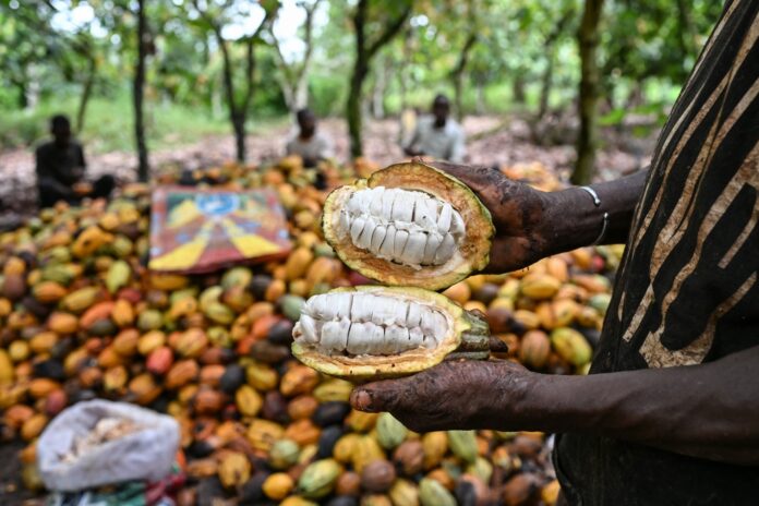 Cocoa A producer shows beans during cocoa pod breaking at a plantation in Agboville, Agneby-Tiassa region