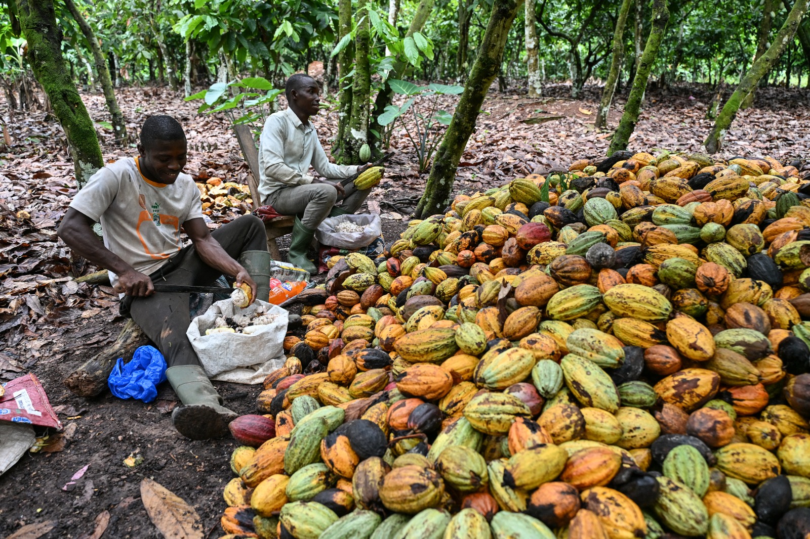 Cocoa farming - THEWILL NEWS MEDIA Two men work in a tropical cocoa grove, cracking cacao pods over a pile of colorful pods on the ground.