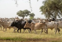 Africa Targets $3bn Investment to Transform Livestock Industry