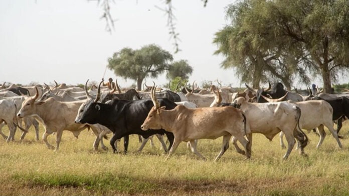 A herd of cattle. Photocredit: Worldbankblogs