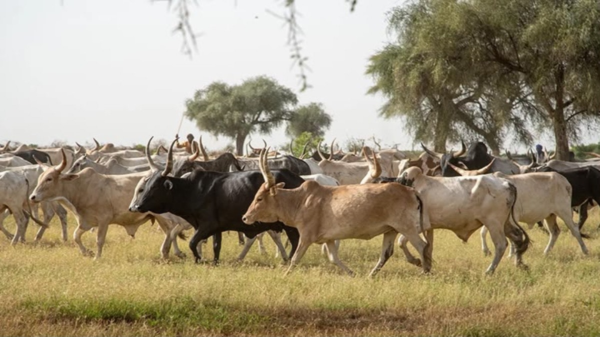 A herd of cattle. Photocredit: Worldbankblogs - THEWILL NEWS MEDIA