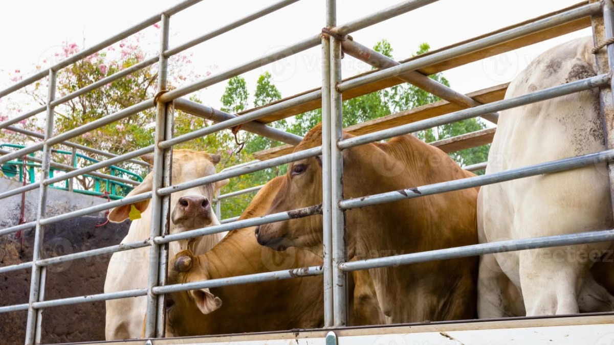 A representation of livestock trade in Africa. Photo Credit: Vecteezy - THEWILL NEWS MEDIA