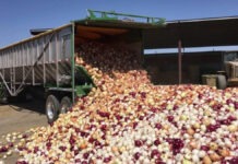 ECOWAS Ends Ghana-Nigeria Onion Trade Dispute, Pushes Long-Term Reforms
